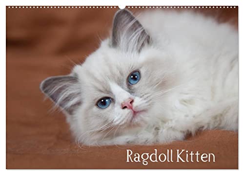 Ragdoll Kitten (Wandkalender 2024 DIN A2 quer), CALVENDO Monatskalender