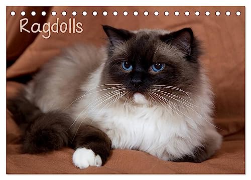 Ragdolls (Tischkalender 2025 DIN A5 quer), CALVENDO Monatskalender von CALVENDO