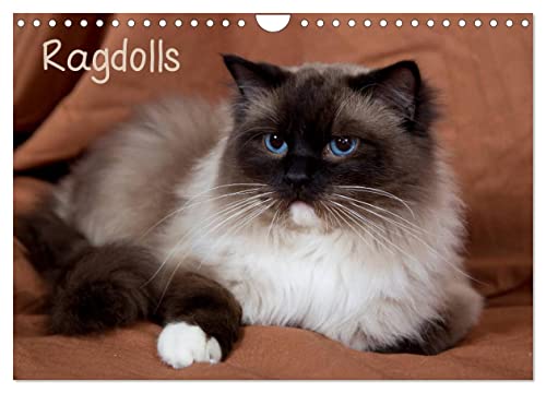 Ragdolls (Wandkalender 2025 DIN A4 quer), CALVENDO Monatskalender von CALVENDO