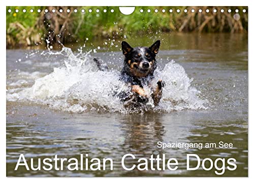 Spaziergang am See Australian Cattle Dogs (Wandkalender 2024 DIN A4 quer), CALVENDO Monatskalender von CALVENDO