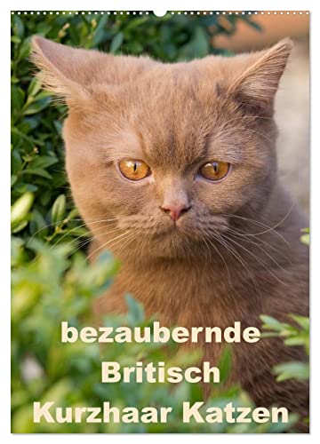 bezaubernde Britisch Kurzhaar Katzen (Wandkalender 2024 DIN A2 hoch), CALVENDO Monatskalender