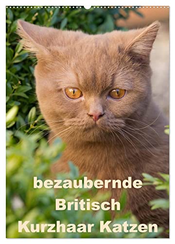 bezaubernde Britisch Kurzhaar Katzen (Wandkalender 2025 DIN A2 hoch), CALVENDO Monatskalender von CALVENDO