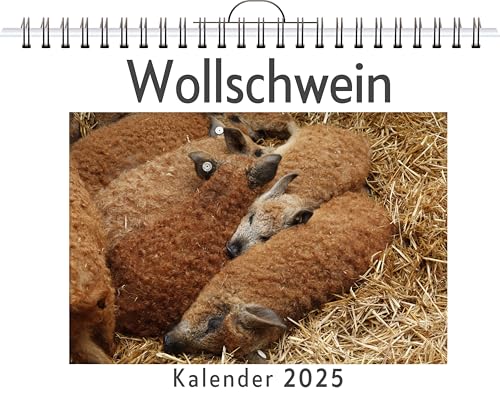 Wollschwein - (Wandkalender 2025, Kalender DIN A4 quer, Monatskalender im Querformat mit Kalendarium, das perfekte Geschenk) von FlipFlop