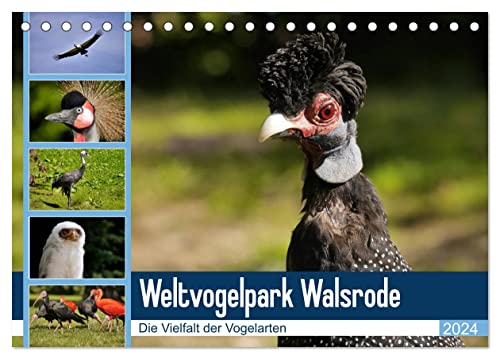 Weltvogelpark Walsrode - Die Vielfalt der Vogelarten (Tischkalender 2024 DIN A5 quer), CALVENDO Monatskalender von CALVENDO