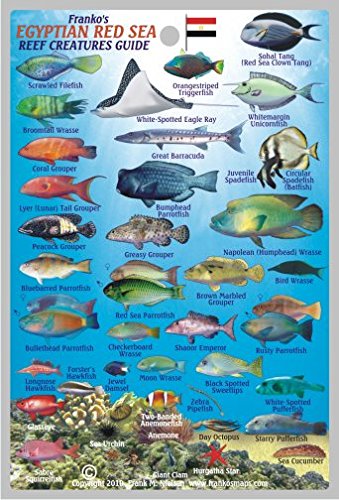 Egyptian Red Sea Reef Creatures Guide Franko Maps Laminated Fish Card 4" x 6"