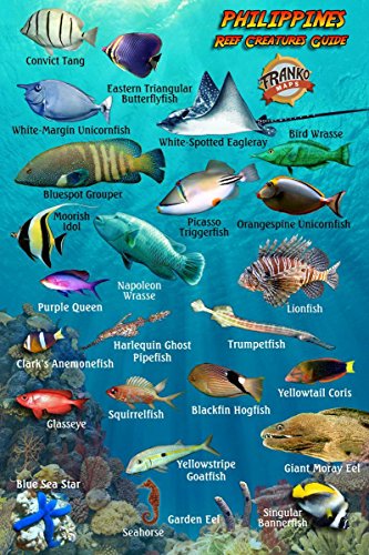 Philippines Reef Creatures Guide Franko Maps Laminated Fish ID Card 4" x 6"