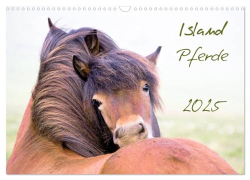 Islandpferde (Wandkalender 2025 DIN A3 quer), CALVENDO Monatskalender: Islandpferde, Islandponys, Fohlen, Natur, Landschaft... dieser Kalender bietet eine breites Spektrum von CALVENDO