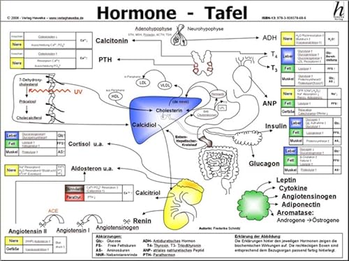 Hormone Tafel - A3 (laminiert) von Hawelka, Verlag