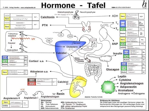 Hormone Tafel - A3 (laminiert) von Hawelka Verlag