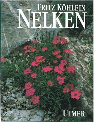 Nelken Nelken