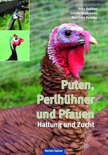 Puten, Perlhühner und Pfauen: Haltung und Zucht