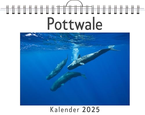 Pottwale - (Wandkalender 2025, Kalender DIN A4 quer, Monatskalender im Querformat mit Kalendarium, das perfekte Geschenk) von FlipFlop