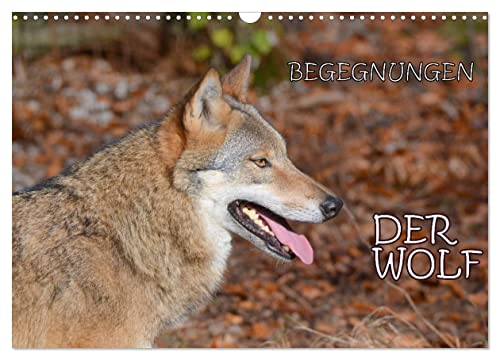 Begegnungen DER WOLF (Wandkalender 2024 DIN A3 quer), CALVENDO Monatskalender von CALVENDO