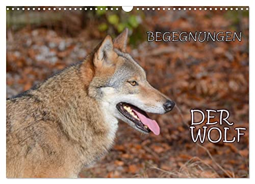 Begegnungen DER WOLF (Wandkalender 2025 DIN A3 quer), CALVENDO Monatskalender von CALVENDO