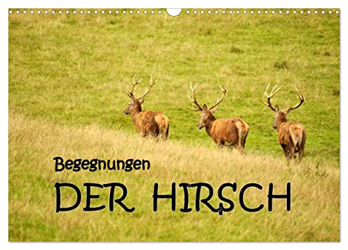 Begegnungen. DER HIRSCH (Wandkalender 2025 DIN A3 quer), CALVENDO Monatskalender von CALVENDO