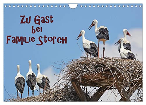 Zu Gast bei Familie Storch (Wandkalender 2024 DIN A4 quer), CALVENDO Monatskalender von CALVENDO