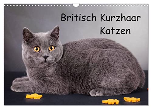 Britisch Kurzhaar Katzen (Wandkalender 2025 DIN A3 quer), CALVENDO Monatskalender von CALVENDO