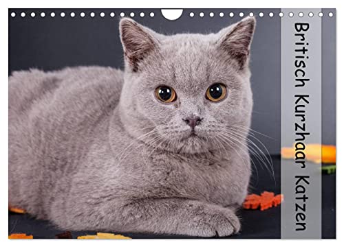 Britisch Kurzhaar Katzen (Wandkalender 2025 DIN A4 quer), CALVENDO Monatskalender von CALVENDO