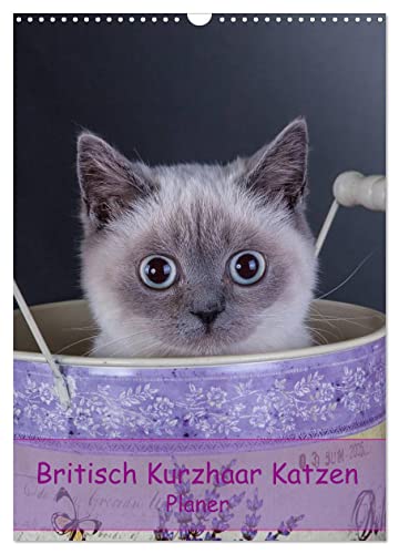 Britisch Kurzhaar Katzen - Planer (Wandkalender 2025 DIN A3 hoch), CALVENDO Monatskalender von CALVENDO