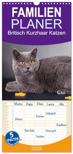 Familienplaner 2025 - Britisch Kurzhaar Katzen mit 5 Spalten (Wandkalender, 21 cm x 45 cm), CALVENDO von CALVENDO