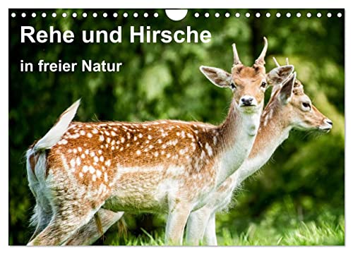 Rehe und Hirsche in freier Natur (Wandkalender 2024 DIN A4 quer), CALVENDO Monatskalender von CALVENDO