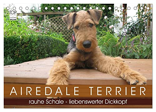 Airedale Terrier (Tischkalender 2024 DIN A5 quer), CALVENDO Monatskalender von CALVENDO