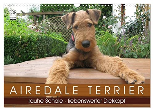 Airedale Terrier (Wandkalender 2024 DIN A3 quer), CALVENDO Monatskalender