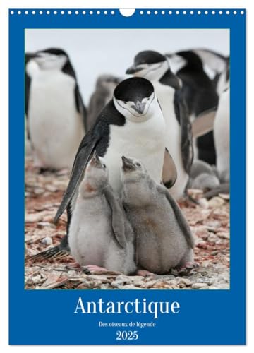 Antarctique des oiseaux de légende (Calendrier mural 2025 DIN A3 horizontal), CALVENDO calendrier mensuel: A la découverte des oiseaux d'Antarctique