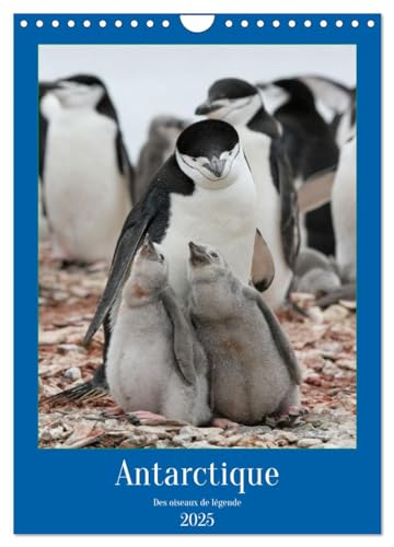 Antarctique des oiseaux de légende (Calendrier mural 2025 DIN A4 horizontal), CALVENDO calendrier mensuel: A la découverte des oiseaux d'Antarctique