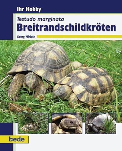 Breitrandschildkröten: Testudo marginata Breitrandschildkröten: Testudo marginata