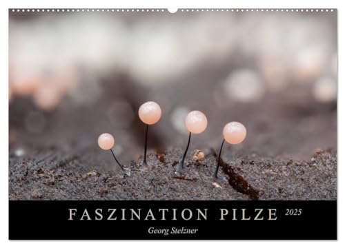FASZINATION PILZE 2025 (Wandkalender 2025 DIN A2 quer), CALVENDO Monatskalender: Die skurile Welt der Schleimpilze von CALVENDO