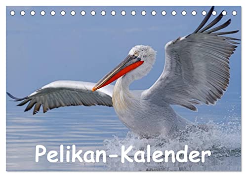 Pelikan-Kalender (Tischkalender 2025 DIN A5 quer), CALVENDO Monatskalender von CALVENDO