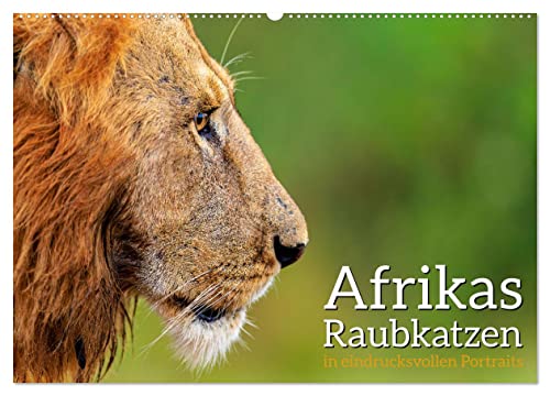 Afrikas Raubkatzen in eindrucksvollen Portraits (Wandkalender 2024 DIN A2 quer), CALVENDO Monatskalender