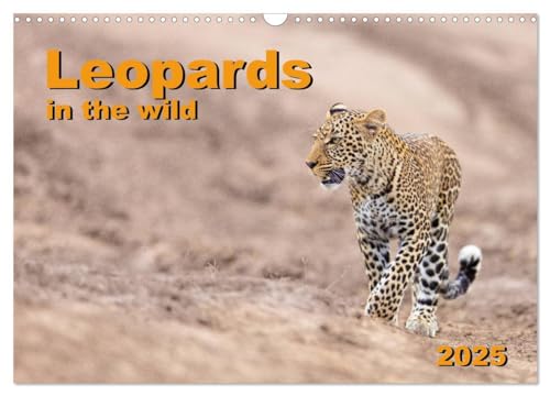 Leopards in the wild (Wall Calendar 2025 DIN A3 landscape), CALVENDO 12 Month Wall Calendar: Impressive leopard pictures from East Africa von Calvendo