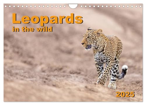 Leopards in the wild (Wall Calendar 2025 DIN A4 landscape), CALVENDO 12 Month Wall Calendar: Impressive leopard pictures from East Africa von Calvendo