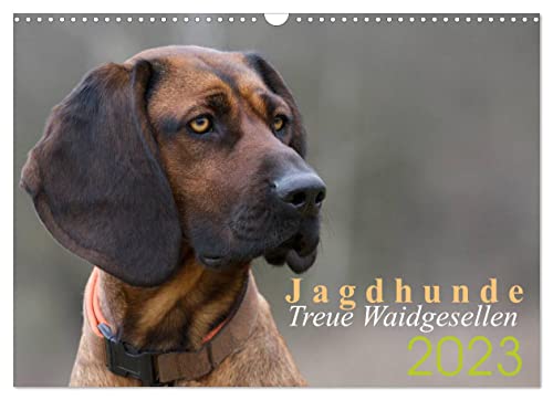 Jagdhunde - Treue Waidgesellen (Wandkalender 2023 DIN A3 quer): Jagdhundeportraits (Monatskalender, 14 Seiten ) (CALVENDO Tiere) von CALVENDO