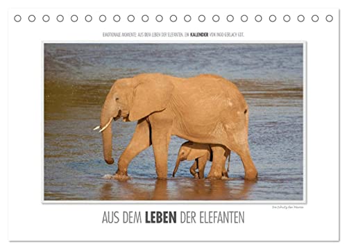 Emotionale Momente: Aus dem Leben der Elefanten. / CH-Version (Tischkalender 2025 DIN A5 quer), CALVENDO Monatskalender von CALVENDO