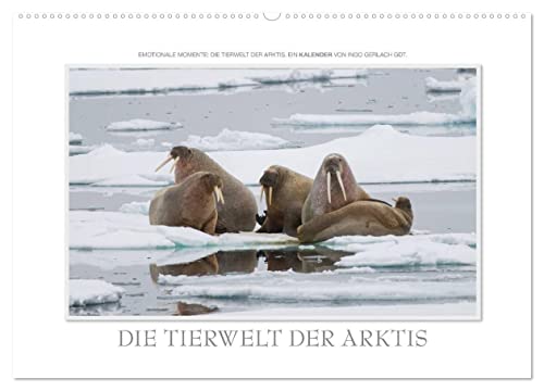 Emotionale Momente: Die Tierwelt der Arktis/CH-Version (Wandkalender 2024 DIN A2 quer), CALVENDO Monatskalender