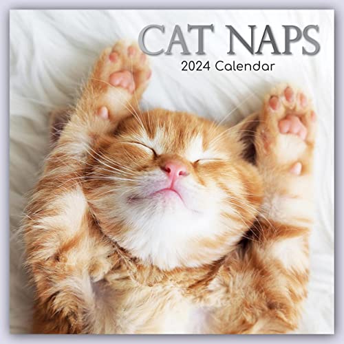 Cat Naps – Träumende Katzen 2024 – 16-Monatskalender: Original Gifted Stationery-Kalender [Mehrsprachig] [Kalender] (Wall-Kalender) von Brown Trout-Auslieferer Flechsig