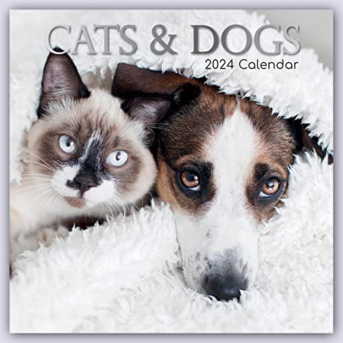 Cats & Dogs – Katzen & Hunde 2024 – 16-Monatskalender: Original Gifted Stationery-Kalender [Mehrsprachig] [Kalender] (Wall-Kalender) von Brown Trout-Auslieferer Flechsig