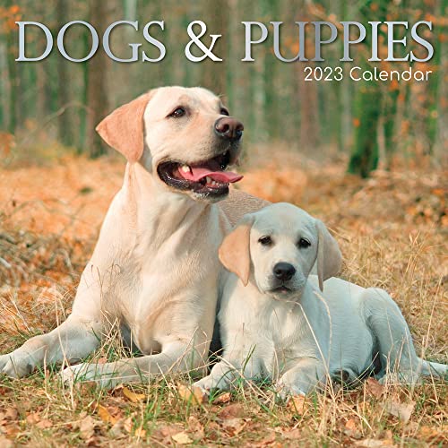 Dogs & Puppies – Hunde & Welpen 2023 – 16-Monatskalender: Original Gifted Stationery-Kalender [Mehrsprachig] [Kalender] (Wall-Kalender) von BrownTrout