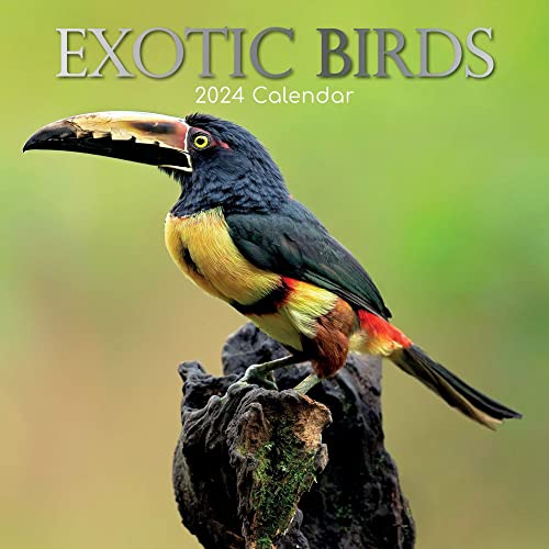 Exotik Birds – Exotische Vögel 2024 – 16-Monatskalender: Original Gifted Stationery-Kalender [Mehrsprachig] [Kalender] (Wall-Kalender) von The Gifted Stationery