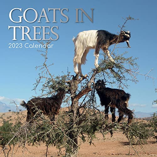 Goats in Trees – Ziegen auf Bäumen 2023 – 16-Monatskalender: Original Gifted Stationery-Kalender [Mehrsprachig] [Kalender] (Wall-Kalender) von BrownTrout