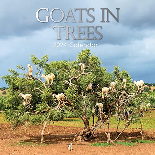 Goats in Trees – Ziegen auf Bäumen 2024 – 16-Monatskalender: Original Gifted Stationery-Kalender [Mehrsprachig] [Kalender] (Wall-Kalender) von Brown Trout-Auslieferer Flechsig