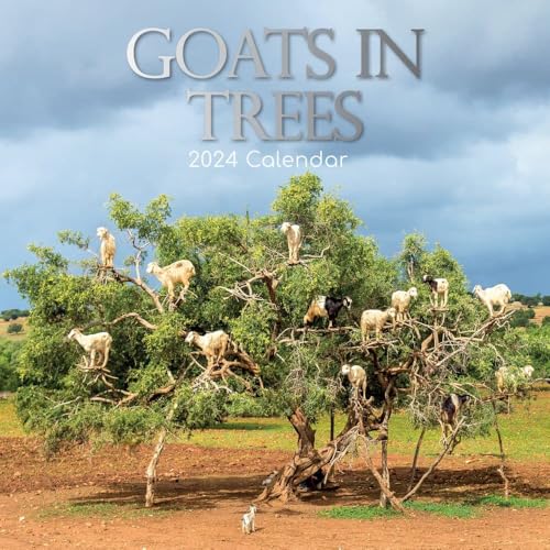 Goats in Trees – Ziegen auf Bäumen 2024 – 16-Monatskalender: Original Gifted Stationery-Kalender [Mehrsprachig] [Kalender] (Wall-Kalender) von Brown Trout-Auslieferer Flechsig