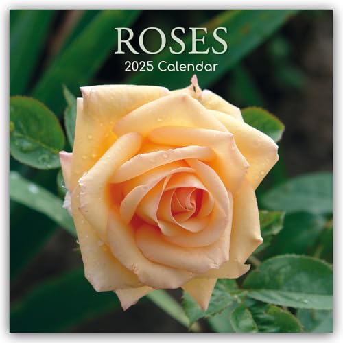 Roses – Rosen 2025 – 16-Monatskalender: Original Gifted Stationery-Kalender [Mehrsprachig] [Kalender] (Wall-Kalender)