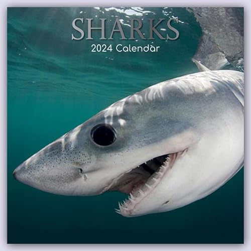 Sharks – Haie 2024 – 16-Monatskalender: Original Gifted Stationery-Kalender [Mehrsprachig] [Kalender] (Wall-Kalender)
