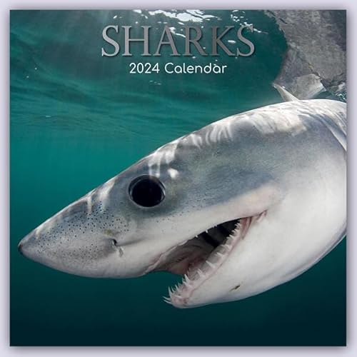Sharks – Haie 2024 – 16-Monatskalender: Original Gifted Stationery-Kalender [Mehrsprachig] [Kalender] (Wall-Kalender) von Brown Trout-Auslieferer Flechsig