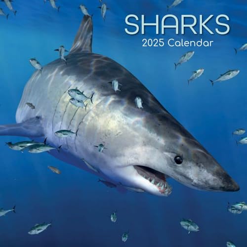 Sharks – Haie 2025 – 16-Monatskalender: Original Gifted Stationery-Kalender [Mehrsprachig] [Kalender] (Wall-Kalender)
