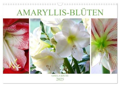 Amaryllis-Blüten (Wandkalender 2025 DIN A3 quer), CALVENDO Monatskalender von CALVENDO